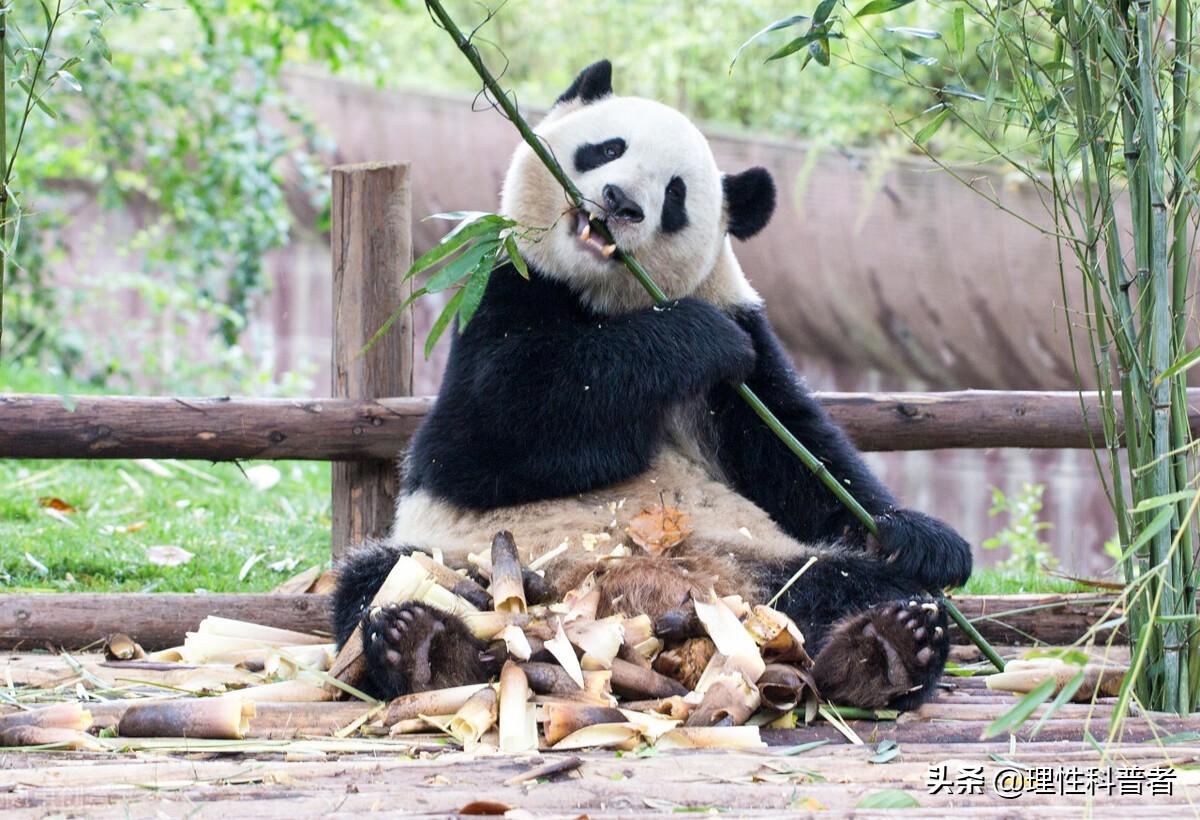 大熊猫会冬眠吗(不具备冬眠的生理及遗传条件)