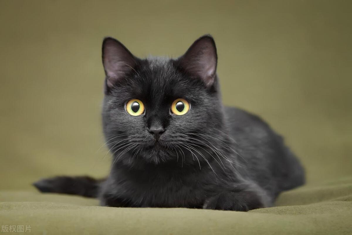 黑猫进家门预示着什么风水(黑猫不吉利是否会影响财气和福气)