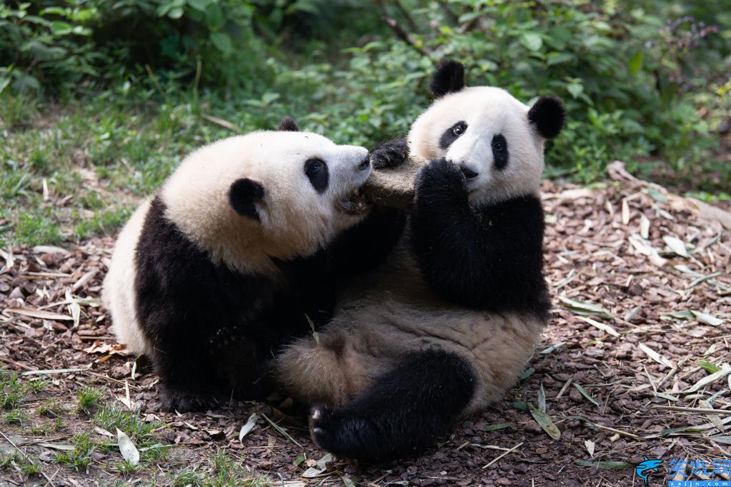 中国有几只大熊猫(中国大熊猫现存数量有多少)