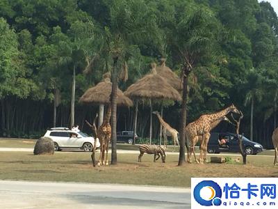 中国十大野生动物园排名 动物园排名