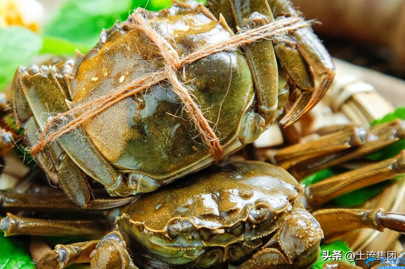 大闸蟹什么季节几月份最肥最好吃(吃公的还是母的好)