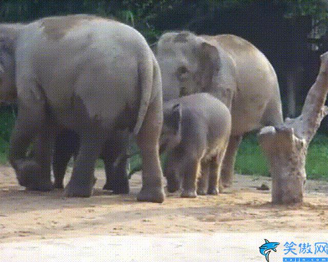 大象为什么吃同类的粪便(为什么大象会吃屎)