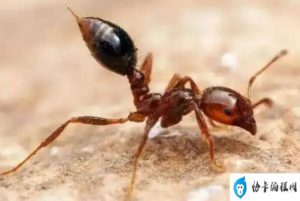 世界上最强的十大蚂蚁(世界上哪种蚂蚁最厉害)
