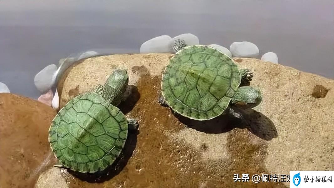 巴西龟多久喂一次（巴西龟寿命一般有多少年）