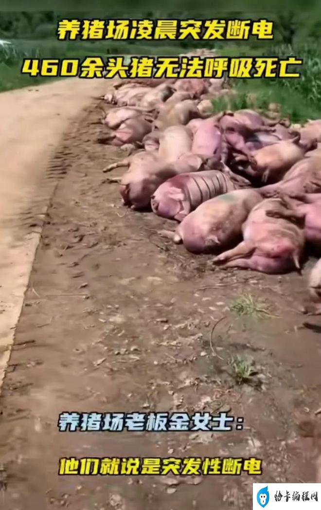 黑龙江哈尔滨猪场462头生猪被热死(猪场因断电死亡462头猪损失近百万)