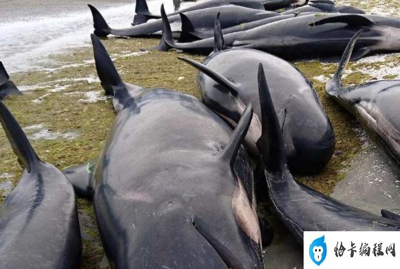 超50头鲸鱼在苏格兰海滩搁浅(鲸鱼为什么会集体搁浅)