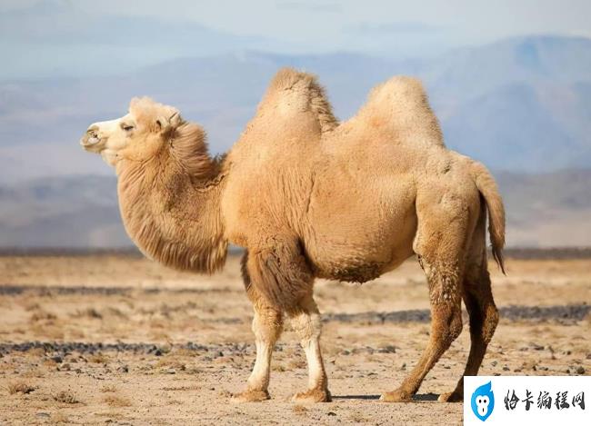 为什么说渴死的骆驼不能碰(关于骆驼的冷知识介绍)