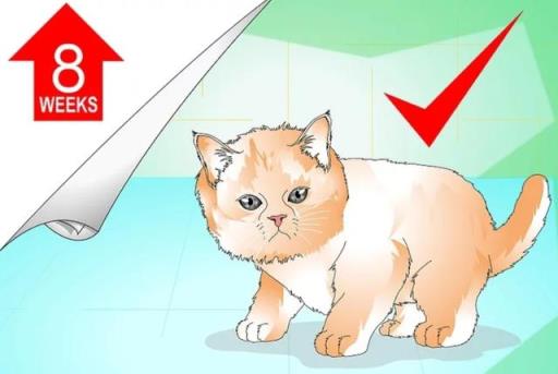 如何正确给幼猫洗澡(如何正确给宠物猫洗澡)(图1)