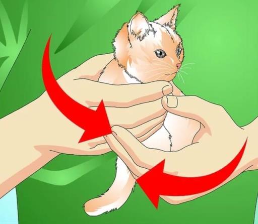 如何正确给幼猫洗澡(如何正确给宠物猫洗澡)(图2)