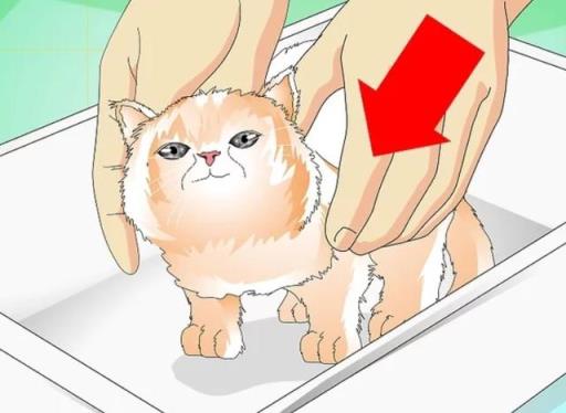如何正确给幼猫洗澡(如何正确给宠物猫洗澡)(图3)
