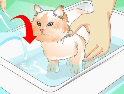 如何正确给幼猫洗澡(如何正确给宠物猫洗澡)(图4)
