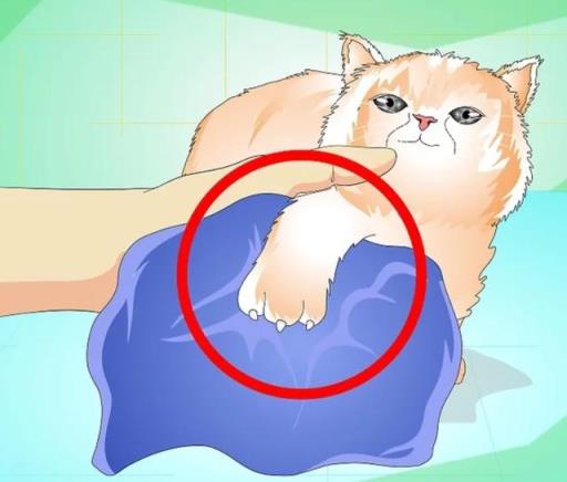 如何正确给幼猫洗澡(如何正确给宠物猫洗澡)(图5)