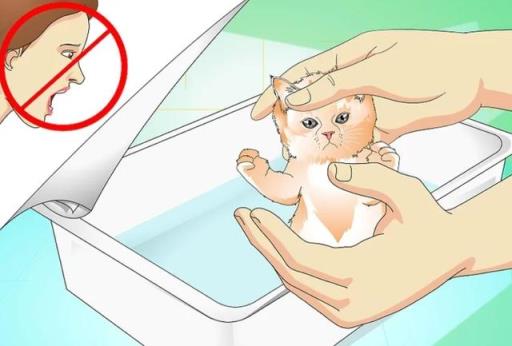 如何正确给幼猫洗澡(如何正确给宠物猫洗澡)(图6)