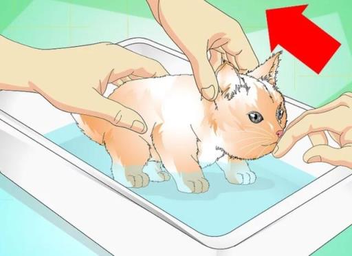 如何正确给幼猫洗澡(如何正确给宠物猫洗澡)(图7)