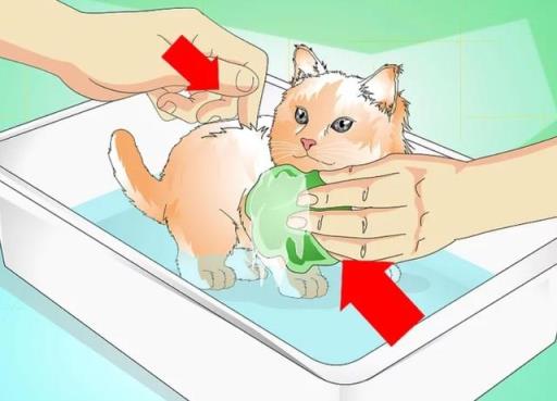 如何正确给幼猫洗澡(如何正确给宠物猫洗澡)(图8)