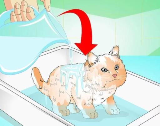 如何正确给幼猫洗澡(如何正确给宠物猫洗澡)(图9)