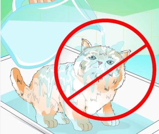如何正确给幼猫洗澡(如何正确给宠物猫洗澡)(图10)