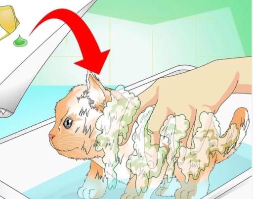如何正确给幼猫洗澡(如何正确给宠物猫洗澡)(图11)