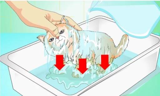 如何正确给幼猫洗澡(如何正确给宠物猫洗澡)(图12)