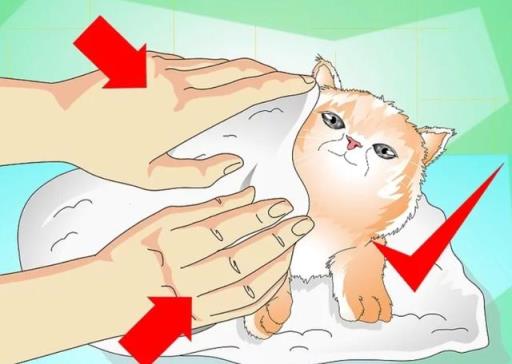 如何正确给幼猫洗澡(如何正确给宠物猫洗澡)(图13)
