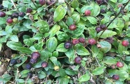长在地上的紫葡萄(屋顶上的野生葡萄好吃吗)(图1)