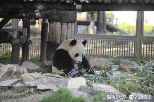 泡泡澡戏戏水济南动物园大熊猫雅吉的沐浴图新鲜出炉(大熊猫雅吉在哪个动物园)(图1)