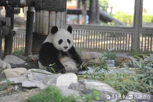 泡泡澡戏戏水济南动物园大熊猫雅吉的沐浴图新鲜出炉(大熊猫雅吉在哪个动物园)(图2)