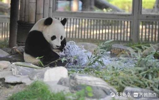 泡泡澡戏戏水济南动物园大熊猫雅吉的沐浴图新鲜出炉(大熊猫雅吉在哪个动物园)(图4)