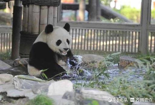 泡泡澡戏戏水济南动物园大熊猫雅吉的沐浴图新鲜出炉(大熊猫雅吉在哪个动物园)(图5)