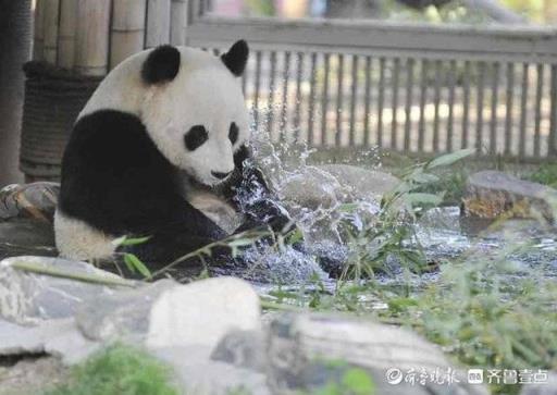 泡泡澡戏戏水济南动物园大熊猫雅吉的沐浴图新鲜出炉(大熊猫雅吉在哪个动物园)(图6)