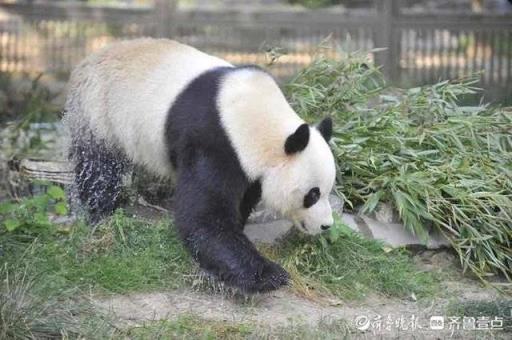 泡泡澡戏戏水济南动物园大熊猫雅吉的沐浴图新鲜出炉(大熊猫雅吉在哪个动物园)(图7)