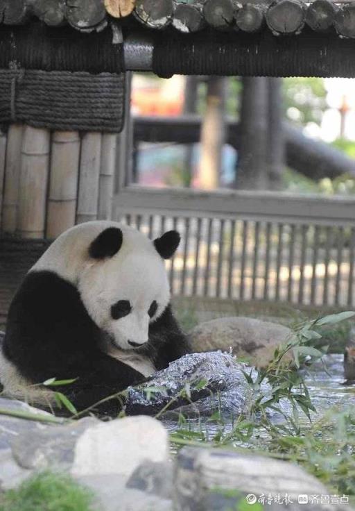 泡泡澡戏戏水济南动物园大熊猫雅吉的沐浴图新鲜出炉(大熊猫雅吉在哪个动物园)(图8)