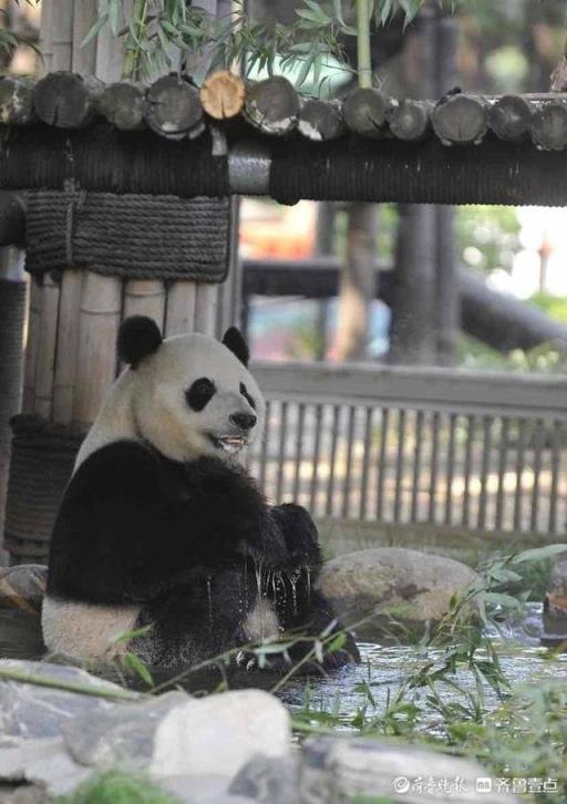 泡泡澡戏戏水济南动物园大熊猫雅吉的沐浴图新鲜出炉(大熊猫雅吉在哪个动物园)(图9)