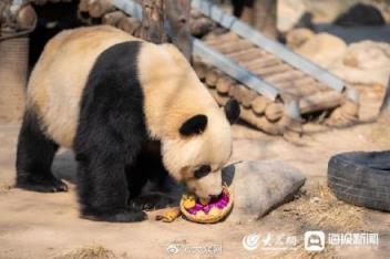 小熊猫吃成了大花脸(大熊猫的窝窝头一天吃几个)(图5)