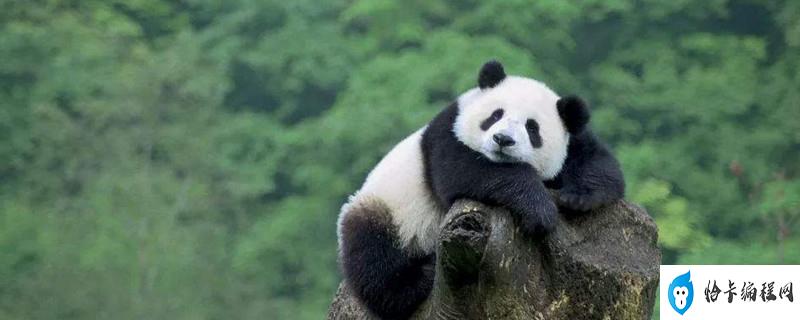 熊猫为什么容易吃幼崽