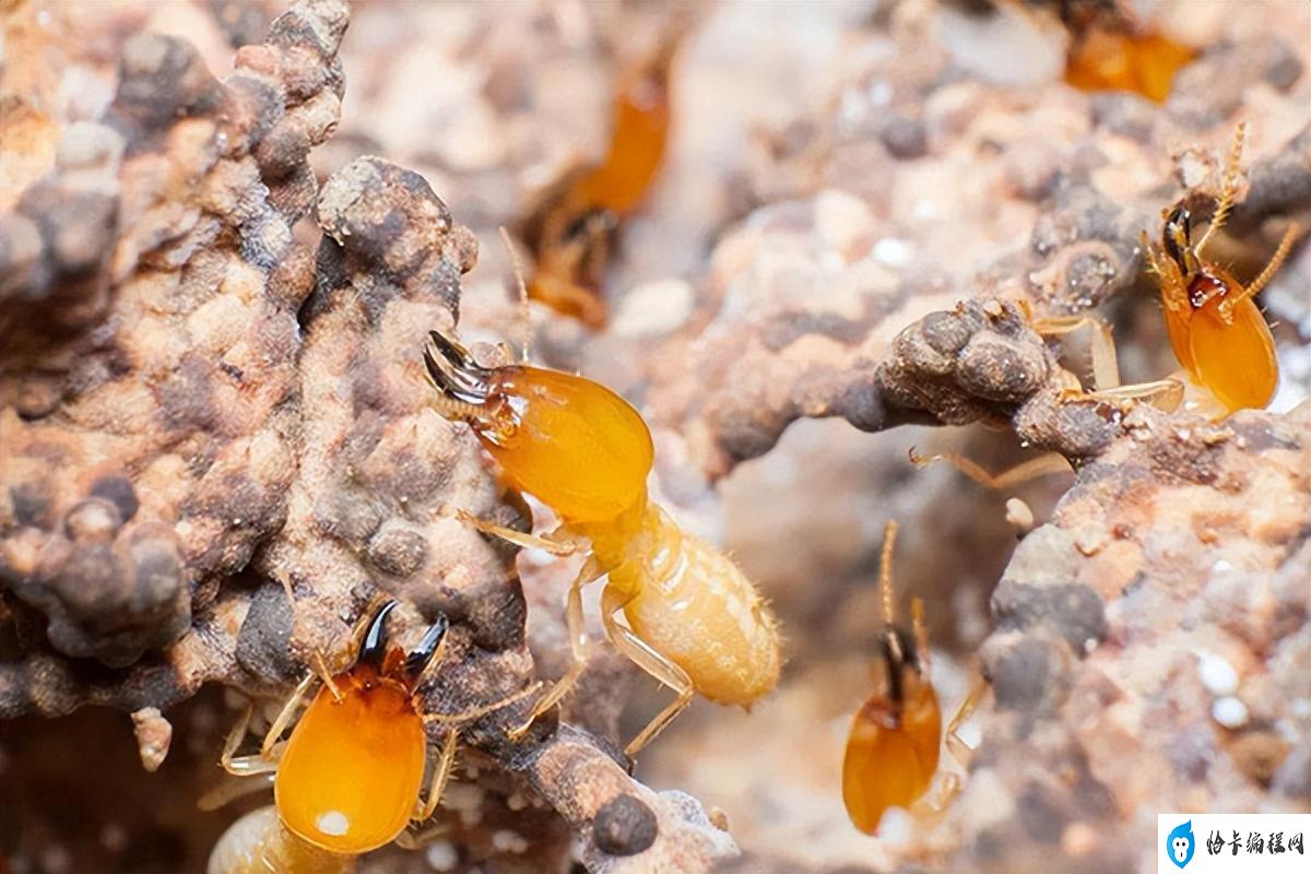防治白蚁需要做什么工作(怎样科学预防白蚁的方法)