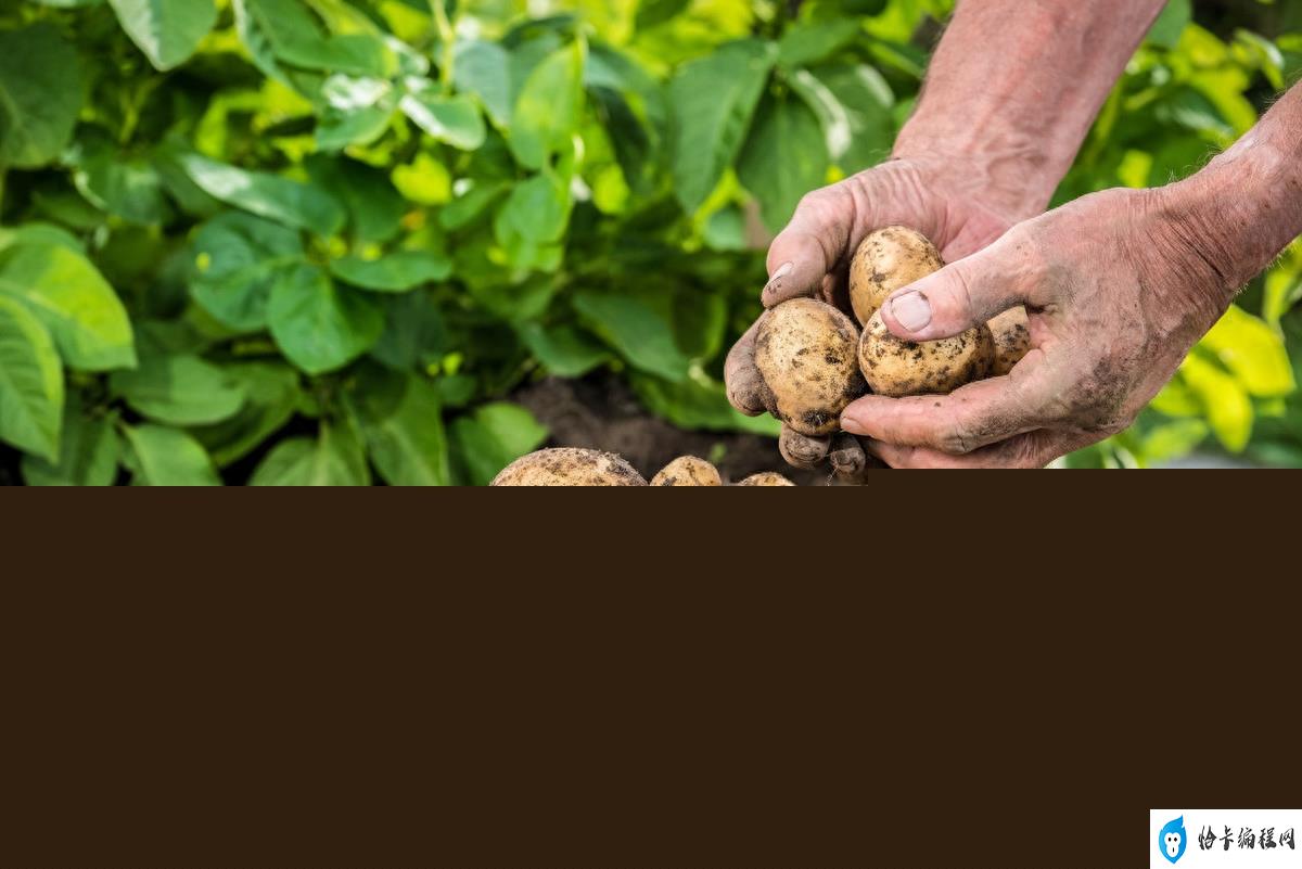 马铃薯怎么施肥产量高(马铃薯施肥方法)