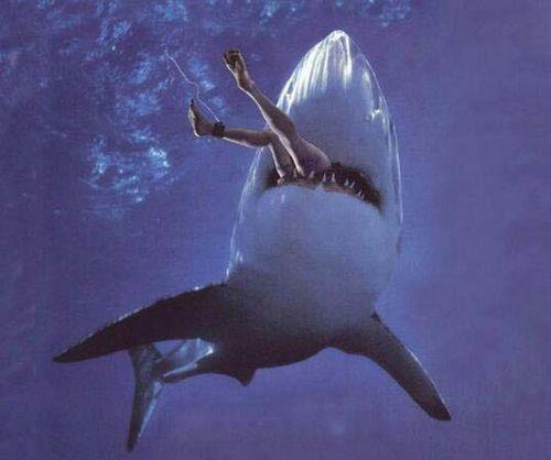 了解不攻击人类的鲨鱼品种(哪种鲨鱼不吃人)