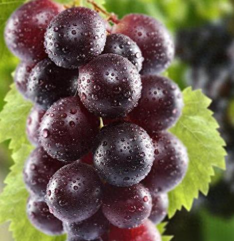 10大补肾的最佳水果(排名第一的补肾药品)-华夏美食网