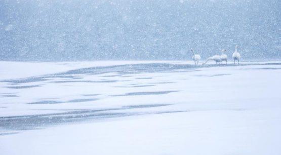 今我来思雨雪霏霏的用法(今我来思雨雪霏霏的意思是什么)