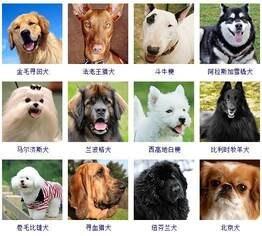 178个宠物狗品种图片大全(狗狗的品种大全图片名字)