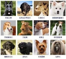 178个宠物狗品种图片大全(狗狗的品种大全图片名字)