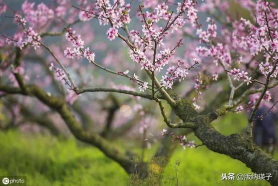 教你在家酿桃花酒(桃花酒的酿制方法简单)