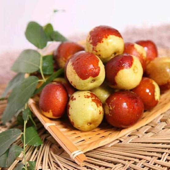 一文了解枣是date还是jujube(枣的英文怎么读的)