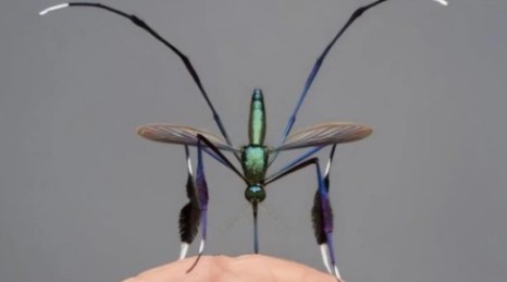 世界上最漂亮的4种蚊子图片(最漂亮的蚊子有哪些)