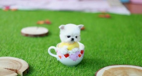 宠物茶杯犬是怎么形成的(茶杯犬长什么样子图片)