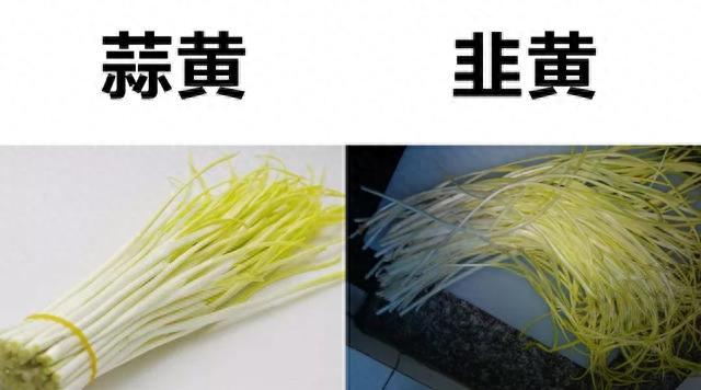 蒜黄和韭黄的区别(一亩韭黄的纯利润)-华夏美食网