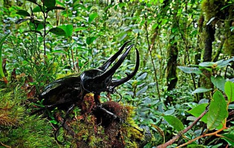 热带雨林会遇到什么危险的动物(亚马逊最危险的动物盘点)