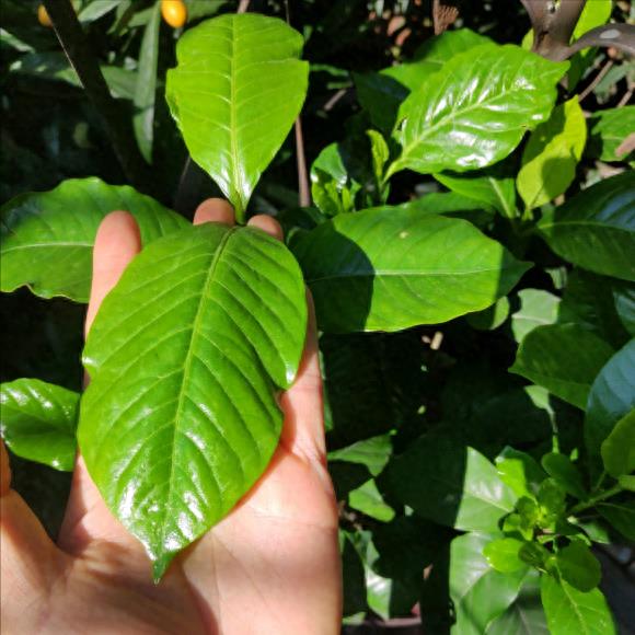 栀子花的开花季节了解(栀子花的花期主要在几月)