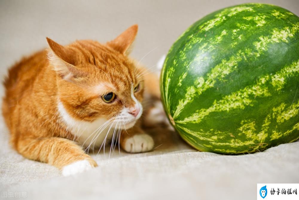 猫咪可以吃西瓜吗(小猫咪可以吃的水果推荐)